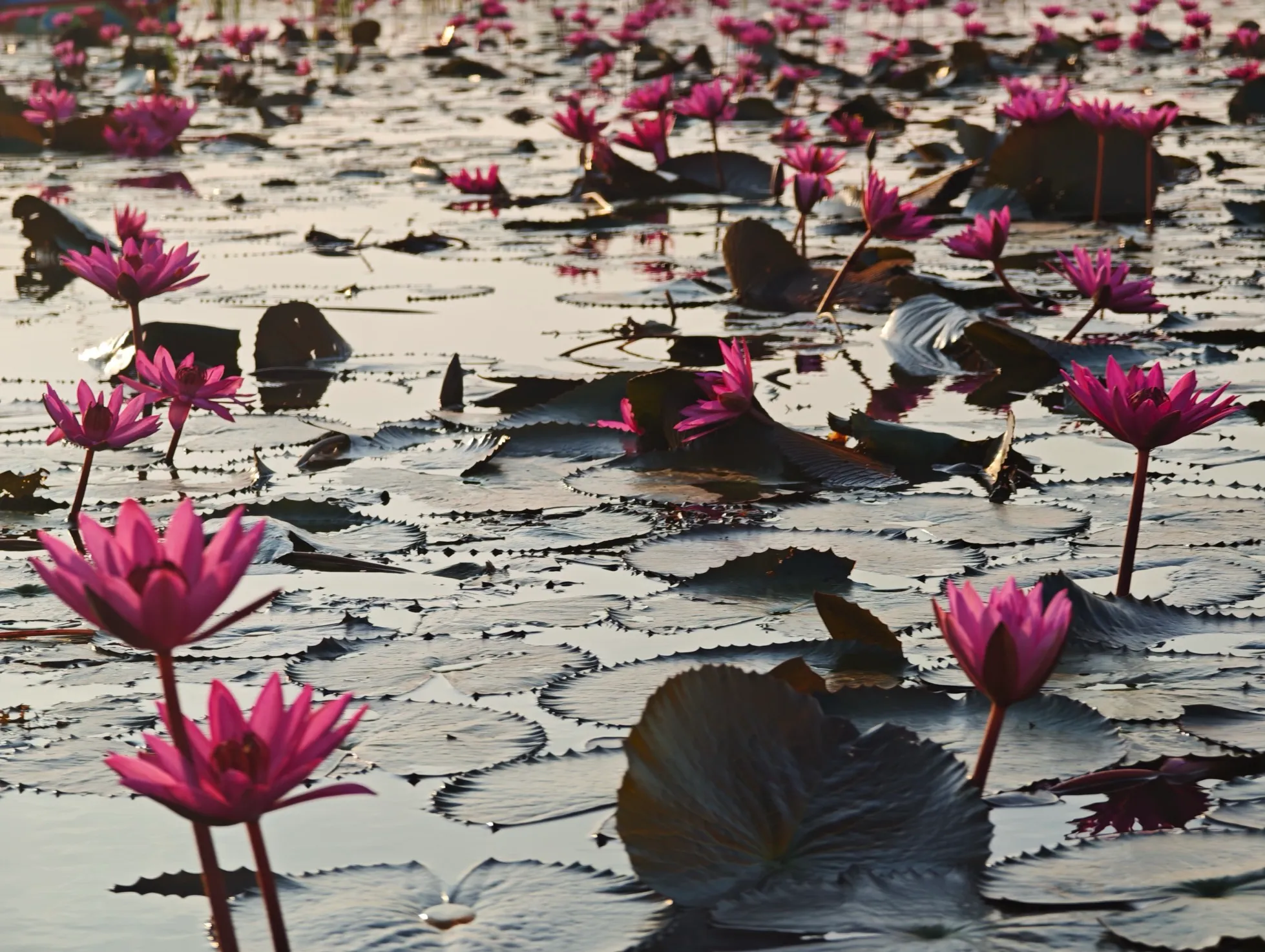 the field of lotuses