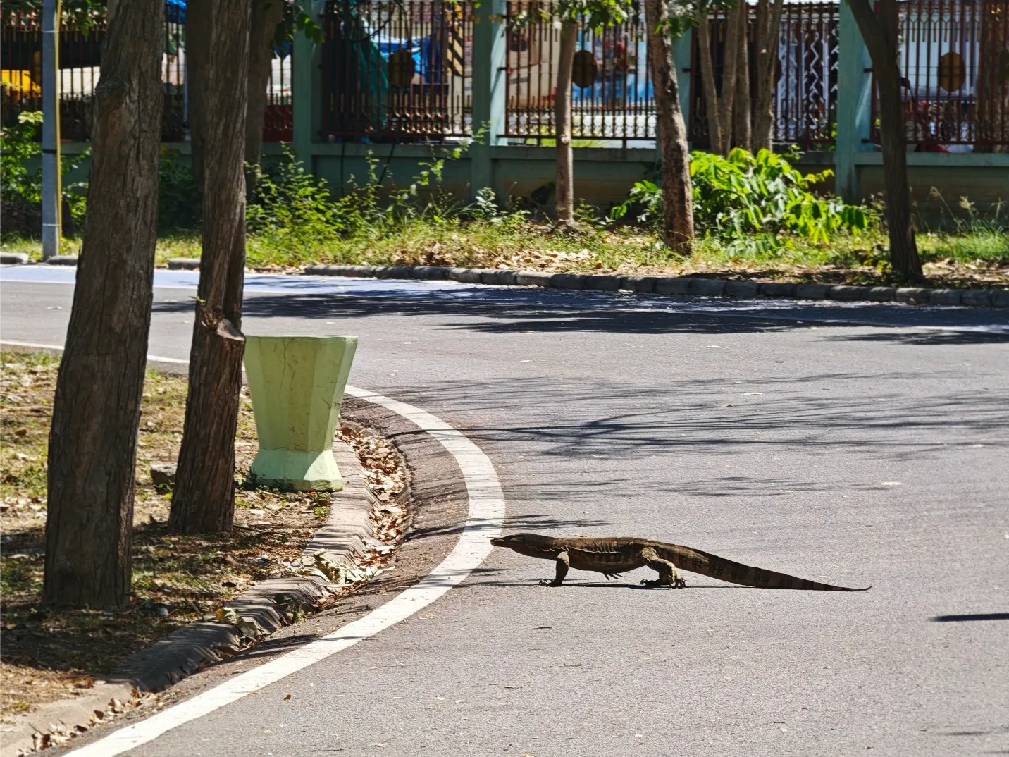 a monitor lizzard scurries across the path during a walk with a friend at nongsomboon.