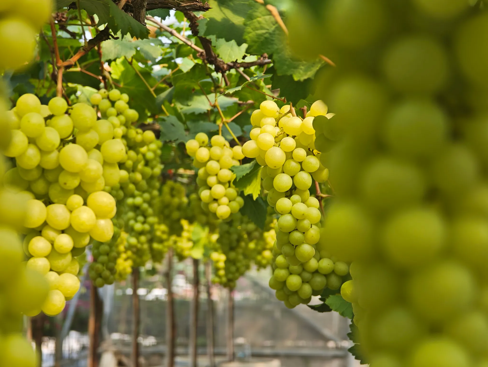 my host’s cousin visited nakhonsawan and we went to a grape farm