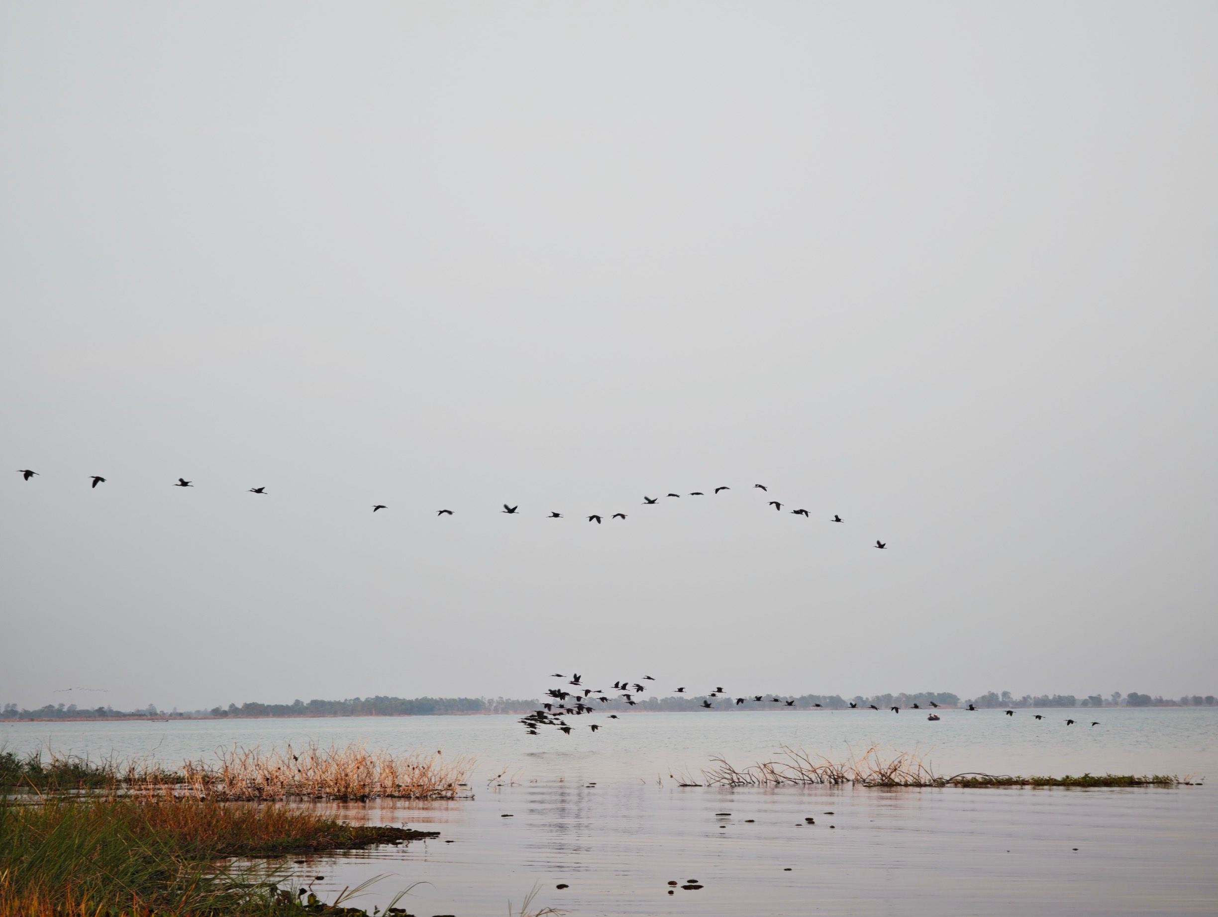 a flock of birds flies out over boraphet lake