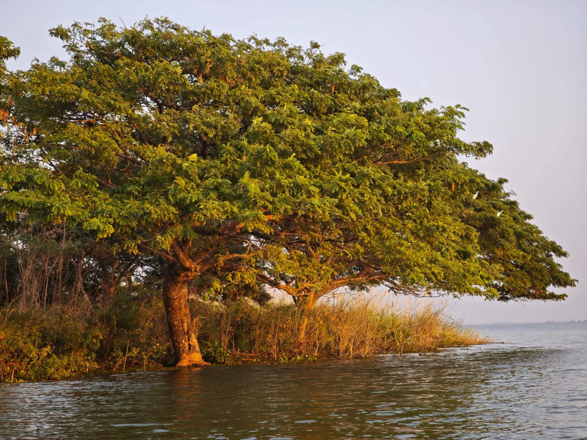 a tree at the edge on an island in the middle of the lake.